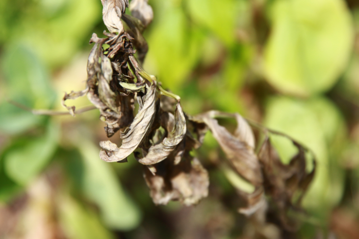 Harbourside Bean-Season 2020