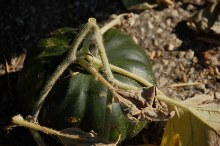 pumpkins