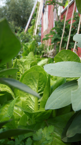 Harbourside Bean-Season 2020