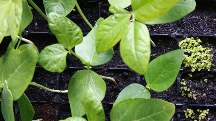 Harbourside Bean-Season 2020