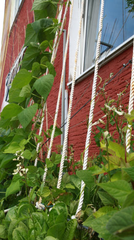 Harbourside Bean-Season 2020