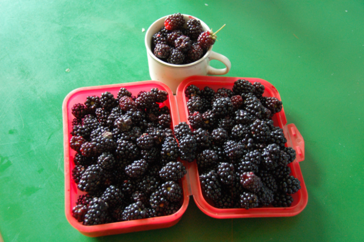 Black Berry Harvest