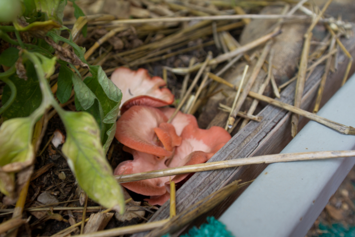 Non Green Gardening - Progress