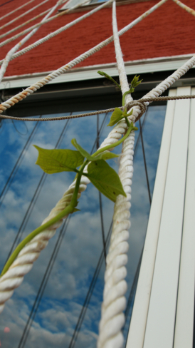 Harbourside Bean-Season 2020