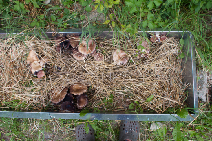 Non Green Gardening - Progress