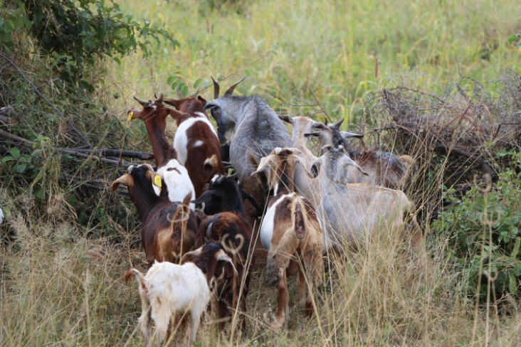 ToR - Impressions Zimbabwe