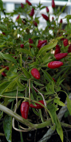 Harbourside Bean-Season 2020