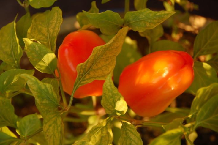 Garden Environment - capsicum