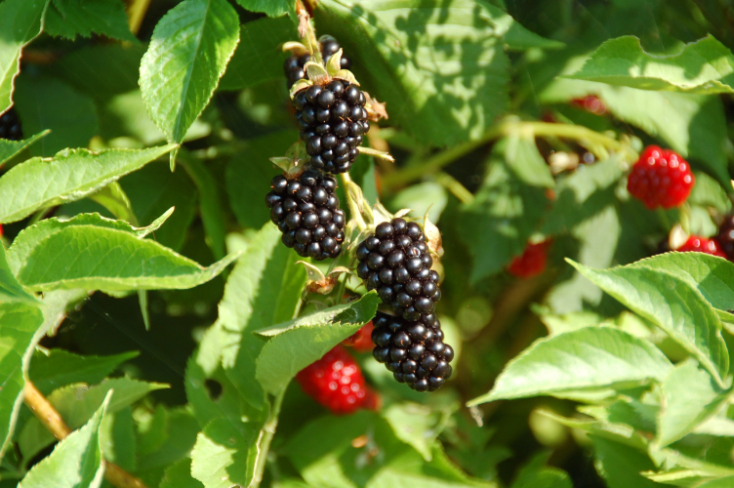 black berries