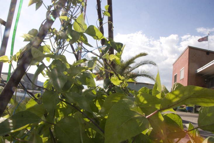 Urban Garden