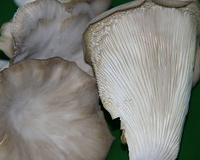 Slide 84