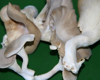Slide 85