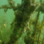 underwater